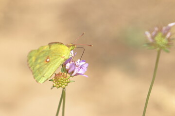 Obraz premium butterfly