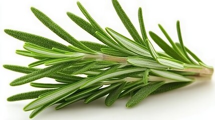 Fototapeta premium Fresh Green Rosemary Sprig On White Background For Culinary Use