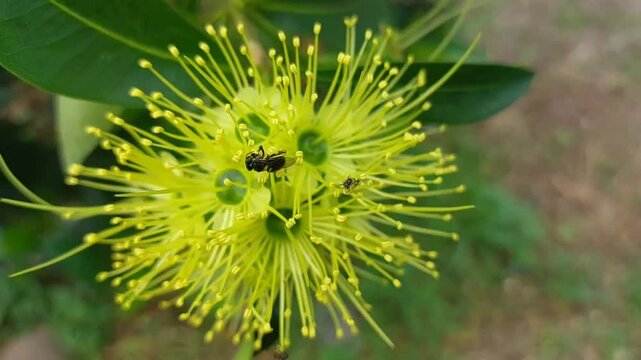 Stingless bees are looking for nectar in beautiful xanthostemon flowers in the morning