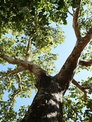Fototapeta premium Majestic Tree Reaching Up Towards the Sky Surrounded by Bright Green Foliage and Clear Blue Sky : Generative AI