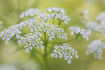 water dropwort