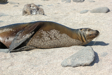 León marino de Galápagos disfruta de un día soleado descansando, Seymour Norte, Galápagos, Ecuador.