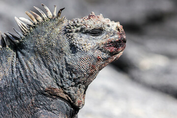 Primer plano de iguana marina, mostrando sus escamas rugosas y su boca su reciente alimentación. Galápagos, Ecuador.