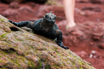 Iguana marina (Amblyrhynchus cristatus) reposando sobre una roca en la Isla Rábida, Galápagos, Ecuador.