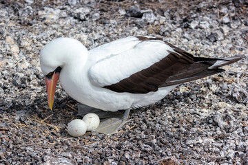 Piquero de Nazca (Sula granti) cuidando sus huevos sobre el suelo rocoso de la Isla Genovesa,...