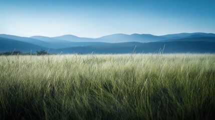 Fototapeta premium Serene grassy field, mountains backdrop, peaceful morning, nature wallpaper