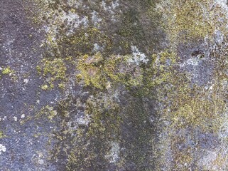 The old walls are filled with moss and green plants