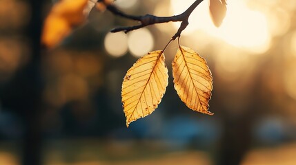 Fototapeta premium Beautiful golden autumn leaves hanging gracefully on a branch illuminated by warm sunlight : Generative AI