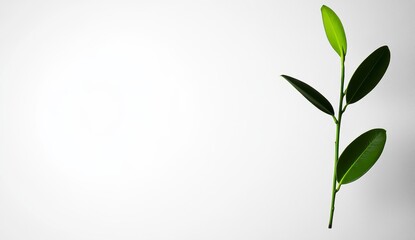Obraz premium Simple Green Leaf Branch on Clean White Background for Design Use