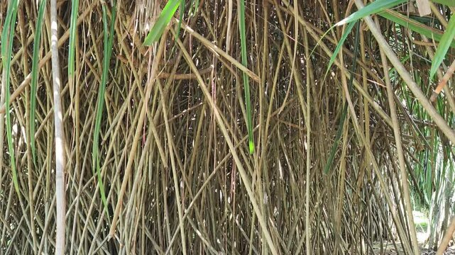 Giant pandanus roots 
