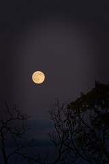 Full moon above silhouetted tree branches in Jerome, Arizona. Vertical.