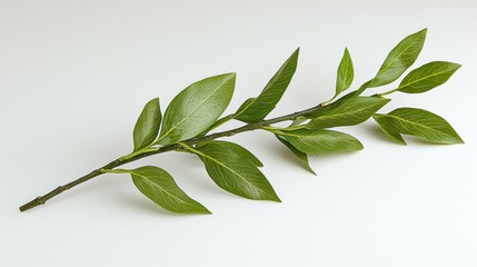 Fresh bay leaf sprig, studio shot, white background, cooking ingredient