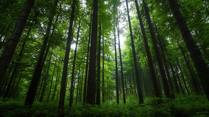 Fototapeta premium Majestic and Lush Green Forest with Tall Trees and Overhead Sunlight Creating a Peaceful Natural Setting : Generative AI