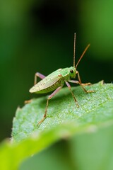 Fototapeta premium Close-Up of a Green Grasshopper on a Leaf Highlighting Nature's Detail and Beauty : Generative AI