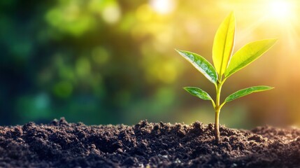 Sunrise seedling growth in fertile soil