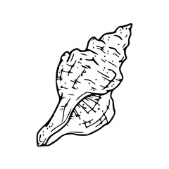 hand drawn seashell graphic