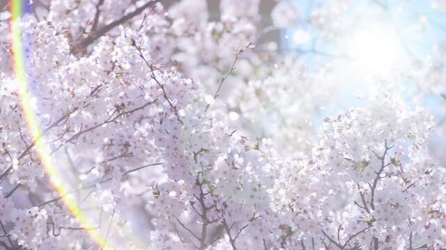 春の空を望み見上げる満開の桜と空雲の背景　新年度・入学・入社・入園・卒業のイメージ 花びら舞う桜吹雪　太陽レンズフレア