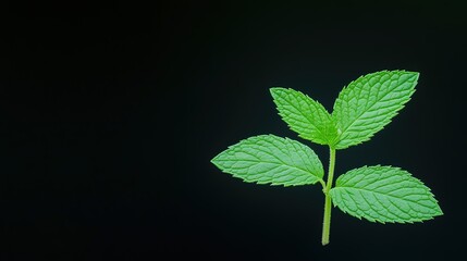 Fresh green mint leaves against a dark background, showcasing their texture and color