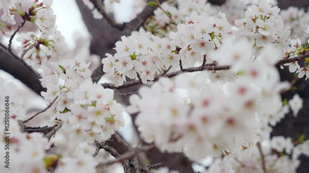 Aufkleber 桜、サクラ、花、植物、ソメイヨシノ、満開、花見、春、青空、美しい、開花、ピンク、風景、景色、日本、和風、木、桜の木、桜花、花弁、花びら、かわいい、枝、自然、新春、暖かい、公園、屋外、晴れ、桃色、明るい