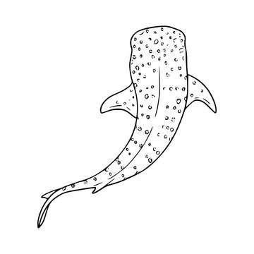 vector illustration of a whale shark