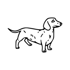 hand drawn vector illustration of a dog