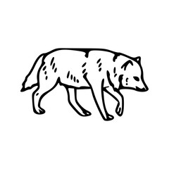 hand drawn vector illustration of a wolf