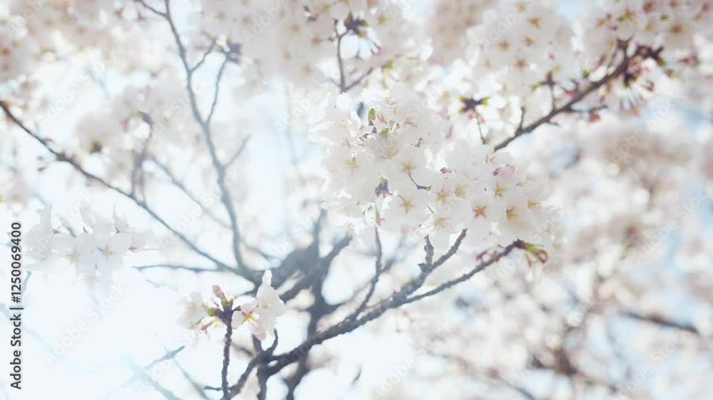 Aufkleber 桜、サクラ、花、植物、ソメイヨシノ、満開、花見、春、青空、美しい、開花、ピンク、風景、景色、日本、和風、木、桜の木、桜花、花弁、花びら、かわいい、枝、自然、暖かい、公園、屋外、晴れ、桃色、明るい、咲く