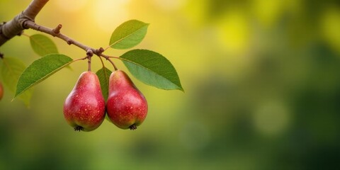Two ripe red pears hanging on a branch with vibrant green leaves, bathed in the warm glow of sunlight, creating a picturesque scene of natural abundance.