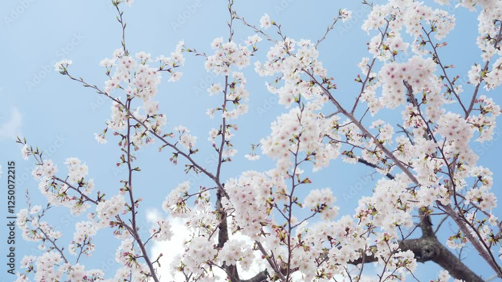 Aufkleber 桜、サクラ、花、植物、ソメイヨシノ、満開、花見、春、青空、美しい、開花、ピンク、風景、景色、日本、和風、木、桜の木、桜花、花弁、花びら、かわいい、枝、自然、新春、暖かい、公園、屋外、晴れ、桃色、明るい