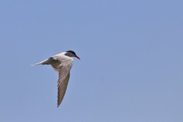 common tern