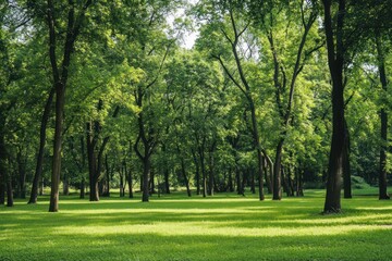 Lush green forest with tall trees and sunlight filtering through foliage