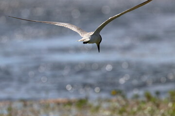 common tern