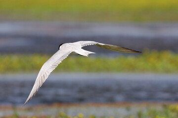 common tern