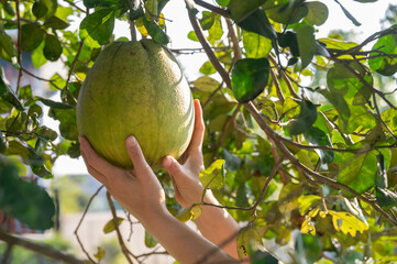 Someone hands touching a Pomelo on tree before harvesting. Pomelos are large citrus fruits that have a refreshingly sweet and tart taste.