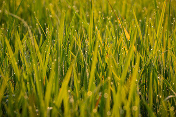 Dew drop on rice paddy field in the morning in rural Thailand.