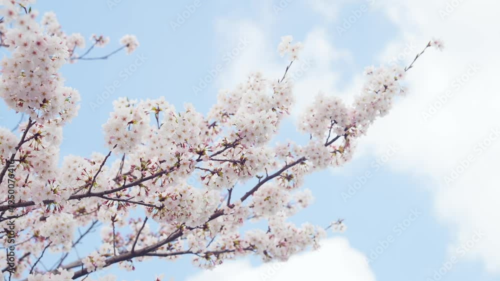 Aufkleber 桜、サクラ、花、植物、満開、花見、春、青空、美しい、開花、ピンク、風景、景色、日本、和風、木、桜の木、桜花、花弁、花びら、かわいい、枝、自然、新春、暖かい、公園、屋外、晴れ、桃色、ソメイヨシノ、明るい