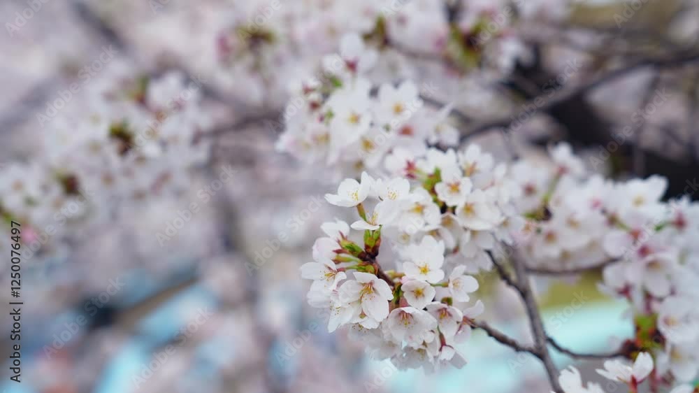 Aufkleber 桜、サクラ、花、植物、満開、花見、春、青空、美しい、開花、ピンク、風景、景色、日本、和風、木、桜の木、桜花、花弁、花びら、かわいい、枝、自然、新春、暖かい、公園、屋外、晴れ、桃色、ぼけ、ソメイヨシノ、