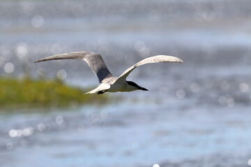 common tern