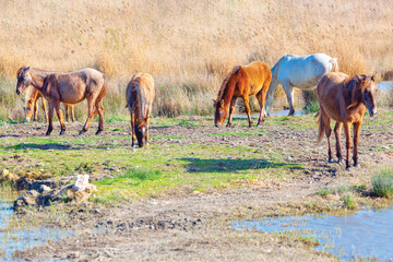 Wild horses grazing near a serene wetland, bathed in natural sunlight. Mix of earthy tones and tranquil atmosphere make this nature shot perfect for wildlife, conservation, and rural landscape themes