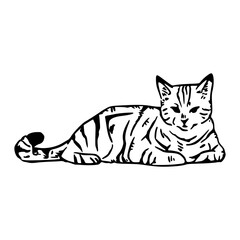 hand drawn illustration of a cat