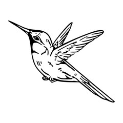 Obraz premium hummingbird in flight coloring pages