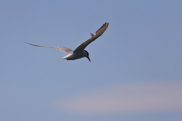 common tern