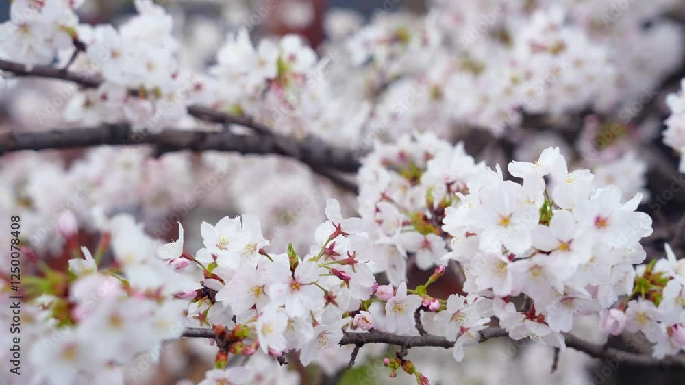 Aufkleber 桜、サクラ、花、植物、満開、花見、春、青空、美しい、開花、ピンク、風景、景色、日本、和風、木、桜の木、桜花、花弁、花びら、かわいい、枝、自然、新春、暖かい、公園、屋外、晴れ、桃色、ソメイヨシノ、明るい