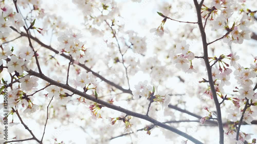Aufkleber 桜、サクラ、花、植物、満開、花見、春、青空、美しい、開花、ピンク、風景、景色、日本、和風、木、桜の木、桜花、花弁、花びら、かわいい、枝、自然、新春、暖かい、公園、屋外、晴れ、桃色、ソメイヨシノ、明るい