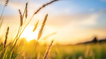 Golden sunset capturing sun rays through grass creating a serene and peaceful atmosphere in nature : Generative AI