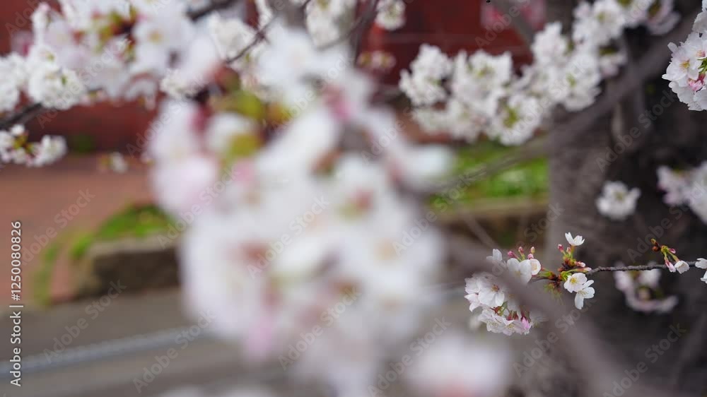 Aufkleber 桜、サクラ、花、植物、満開、花見、春、青空、美しい、開花、ピンク、風景、景色、日本、和風、木、桜の木、桜花、花弁、花びら、かわいい、枝、自然、新春、暖かい、公園、屋外、晴れ、桃色、ソメイヨシノ、明るい
