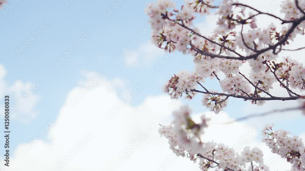 Aufkleber 桜、サクラ、花、植物、ソメイヨシノ、満開、花見、春、青空、美しい、開花、ピンク、風景、景色、日本、和風、木、桜の木、桜花、花弁、花びら、かわいい、枝、自然、新春、暖かい、公園、屋外、晴れ、桃色、明るい