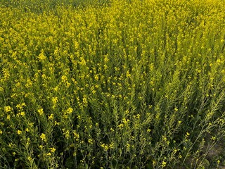 Fototapeta premium Wheat plant, Mustard plant, field, flower, nature, yellow, sky, spring, agriculture, landscape, plant, meadow, summer, flowers, farm, rural, countryside, blue