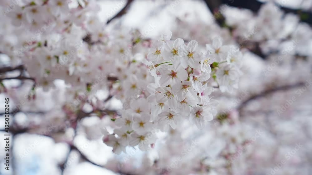 Aufkleber 桜、サクラ、花、植物、満開、花見、春、青空、美しい、開花、ピンク、風景、景色、日本、和風、木、桜の木、桜花、花弁、花びら、かわいい、枝、自然、新春、暖かい、公園、屋外、晴れ、桃色、ソメイヨシノ、明るい