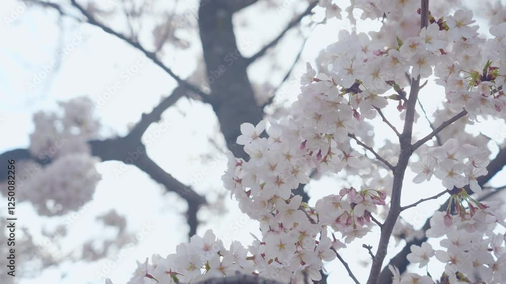 Aufkleber 桜、サクラ、花、植物、満開、花見、春、青空、美しい、開花、ピンク、風景、景色、日本、和風、木、桜の木、桜花、花弁、花びら、かわいい、枝、自然、新春、暖かい、公園、屋外、晴れ、桃色、ソメイヨシノ、明るい